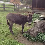 Haus Ase - Urlaub Am Bauernhof أوسياخ