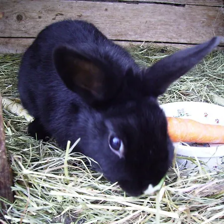 Haus Ase - Urlaub Am Bauernhof مزرعة للإقامة